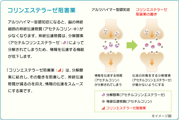 コリンエステラーゼ阻害薬 アルツハイマー型認知症になると、脳の神経細胞の神経伝達物質（アセチルコリン）が少なくなります。神経伝達物質は、分解酵素（アセチルコリンエステラーゼ）によって分解されてしまうため、情報を伝達する機能が低下します。「コリンエステラーゼ阻害薬」は、分解酵素に結合し、その働きを阻害して、神経伝達物質が減るのを抑え、情報の伝達をスムーズにする薬です。 アルツハイマー型認知症 情報を伝達する物質(アセチルコリン)が分解されてしまう コリンエステラーゼ阻害薬の働き 伝達の邪魔をする分解酵素(アセチルコリンエステラーゼ)が働かないようにする